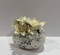 Eggshell #2